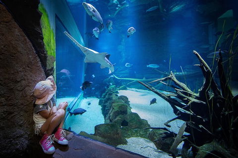 Cairns Aquarium Family Tickets - Accommodation Port Hedland 6