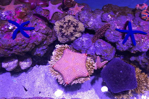 Cairns Aquarium Family Tickets - Accommodation Port Hedland 4