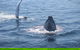 Whale Watching Cruise From Mooloolaba - thumb 5