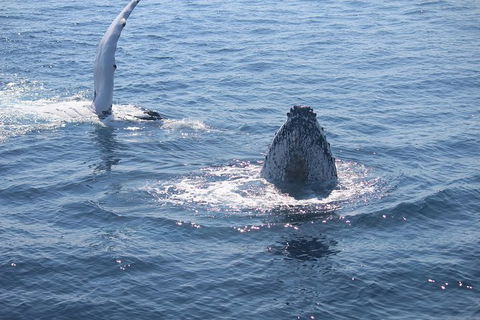 Whale Watching Cruise From Mooloolaba - Accommodation Port Hedland 5