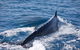 Whale Watching Cruise From Mooloolaba - thumb 3