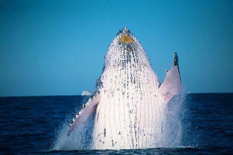 Whale Watching Cruise From Mooloolaba - Accommodation Port Hedland 0