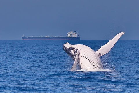 Whale Watching Cruise From Mooloolaba - Accommodation Port Hedland 6