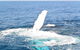 Whale Watching Cruise From Mooloolaba - thumb 4