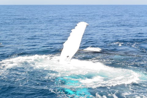 Whale Watching Cruise From Mooloolaba - Accommodation Port Hedland 4