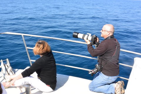 Whale Watching Cruise From Mooloolaba - Accommodation Port Hedland 2