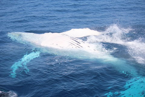 Whale Watching Cruise From Mooloolaba - Accommodation Port Hedland 1