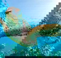 Guided Snorkel with Fish Tour at Cook Island Aquatic Reserve - Accommodation Port Hedland