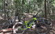 Electric Mountain Bike Tropical Tours - thumb 7