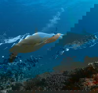 Gold Coast Try-Scuba Experience at Cook Island Aquatic Reserve - Accommodation Port Hedland