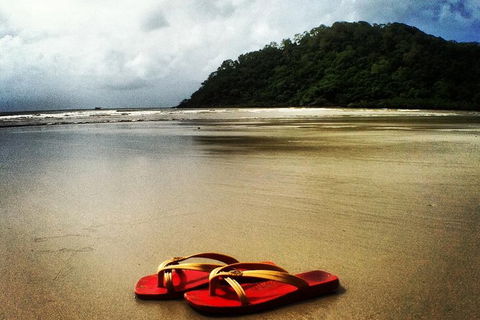 Daintree And Cape Tribulation Full Day Guided Tour - Accommodation Port Hedland 7