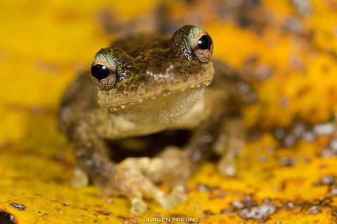 Daintree And Cape Tribulation Full Day Guided Tour - Accommodation Port Hedland 9
