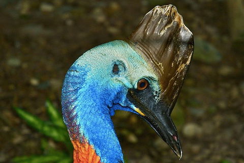 Daintree And Cape Tribulation Full Day Guided Tour - Accommodation Port Hedland 3