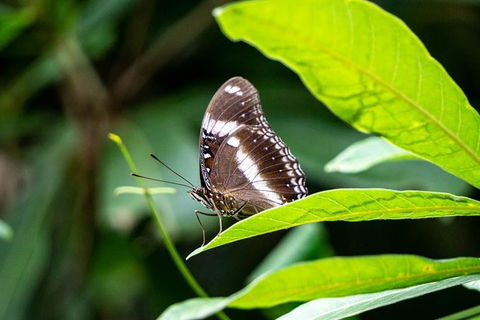 Daintree And Cape Tribulation Full Day Guided Tour - Accommodation Port Hedland 6