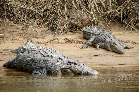 Daintree And Cape Tribulation Full Day Guided Tour - Accommodation Port Hedland 2
