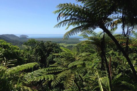 Daintree And Cape Tribulation Full Day Guided Tour - Accommodation Port Hedland 1