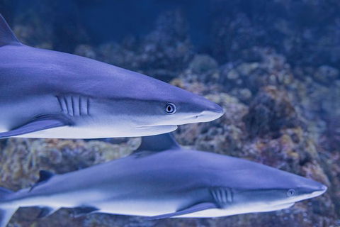 Cairns Aquarium Dive With The Sharks - Accommodation Port Hedland 6