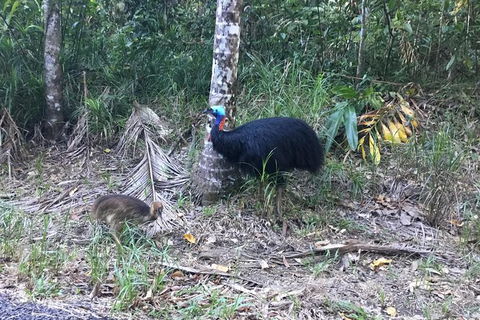 Daintree Luxury Limousine Tour - Full Day - Accommodation Port Hedland 8