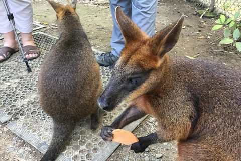 Daintree Luxury Limousine Tour - Full Day - Accommodation Port Hedland 7
