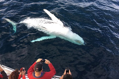 PRIVATE Whale Watching Tour - Up To 11 People In Your Group - Accommodation Port Hedland 1