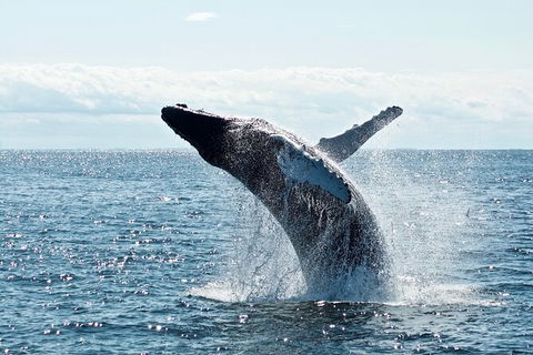 PRIVATE Whale Watching Tour - Up To 11 People In Your Group - Accommodation Port Hedland 0