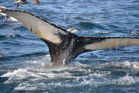 PRIVATE Whale Watching Tour - Up To 11 People In Your Group - Accommodation Port Hedland 2