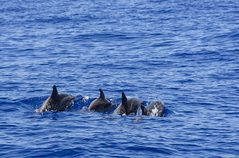 PRIVATE Whale Watching Tour - Up To 11 People In Your Group - Accommodation Port Hedland 3