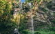 Private Half-Day Springbrook National Park Eco Tour - Up To 6 People - thumb 3