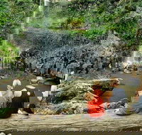 Private Half-Day Springbrook National Park Eco Tour - Up to 6 people - Accommodation Port Hedland