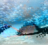 Exciting Gold Coast Diving Excursions - Accommodation Port Hedland