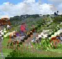 Horse Riding with Petting Zoo Visit in Cairns - Accommodation Port Hedland