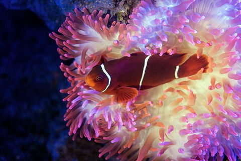 Cairns Aquarium By Twilight With 3 Course Dinner - Accommodation Port Hedland 6