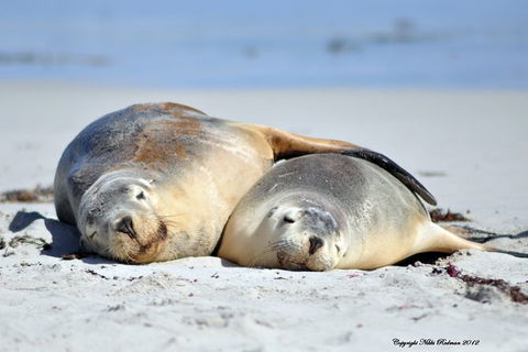 NEW TOUR - Kangaroo Island Road To Recovery Tour (1 Day/1 Night) - Accommodation Port Hedland 3