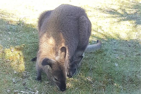 Cradle Mountain Day Tour - Accommodation Port Hedland 4
