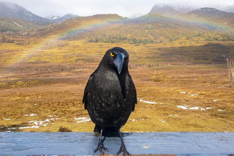 Cradle Mountain Park Explorer - Accommodation Port Hedland 5