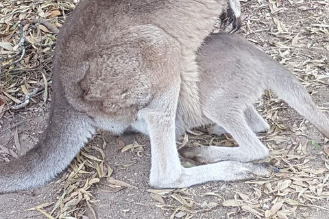 Shore Excursion: Coast, Caves And Wildlife Park - 8 Hour Tour - Accommodation Port Hedland 19