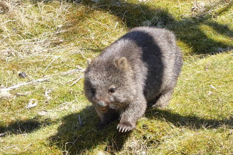 Shore Excursion: Coast, Caves And Wildlife Park - 8 Hour Tour - Accommodation Port Hedland 6