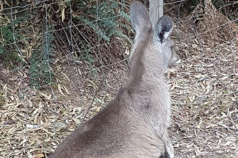 Shore Excursion: Coast, Caves And Wildlife Park - 8 Hour Tour - Accommodation Port Hedland 9