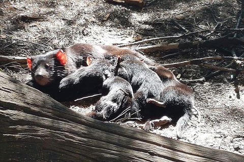 Shore Excursion: Coast, Caves And Wildlife Park - 8 Hour Tour - Accommodation Port Hedland 14