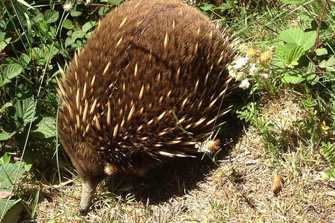 Shore Excursion: Coast, Caves And Wildlife Park - 8 Hour Tour - Accommodation Port Hedland 18