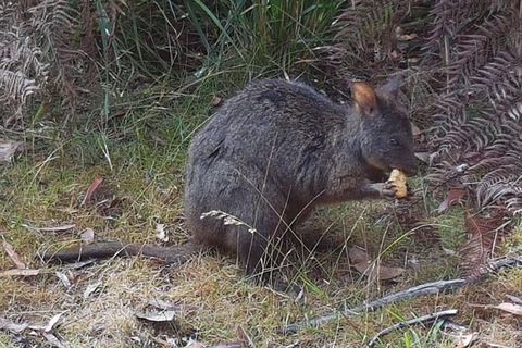 Cruise Ship Excursion: NW Tassie Coastal Explorer - Accommodation Port Hedland 5
