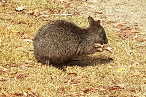 Cruise Ship Excursion: NW Tassie Coastal Explorer - Accommodation Port Hedland 4