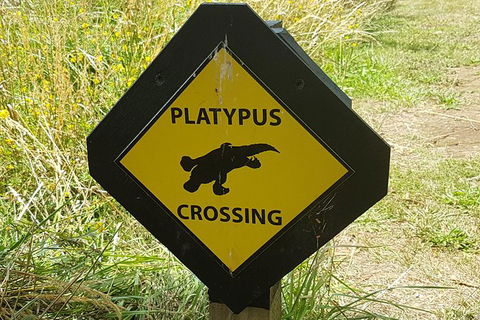 Cruise Ship Excursion: NW Tassie Coastal Explorer - Accommodation Port Hedland 11