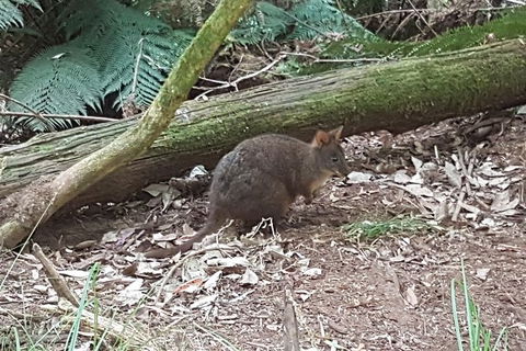 Cruise Ship Excursion: NW Tassie Coastal Explorer - Accommodation Port Hedland 1
