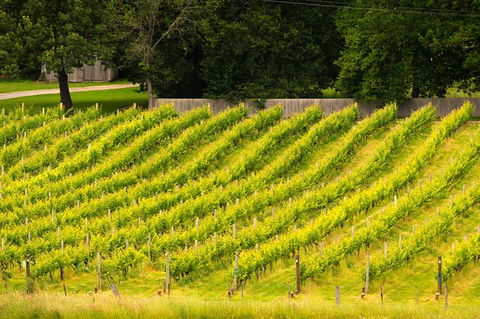 All Inclusive Wine Tour Up The Derwent Valley Hobart: Local Wines & Cheeses - Accommodation Port Hedland 3