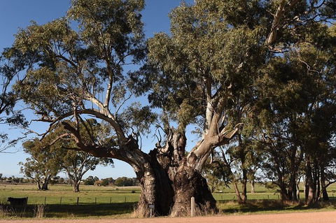 Out Back Bush Mans Cooking. - Accommodation Port Hedland 0