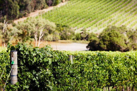 Mornington Peninsula 2-6 Guests With Lunch And Art Walk At Pt Leo Estate - Accommodation Port Hedland 5