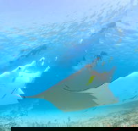 Marine Eco Safari - Swim with Manta Rays - Accommodation Port Hedland