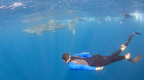 Whale Shark Safari - Accommodation Port Hedland 4