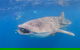 Whale Shark Safari - thumb 5